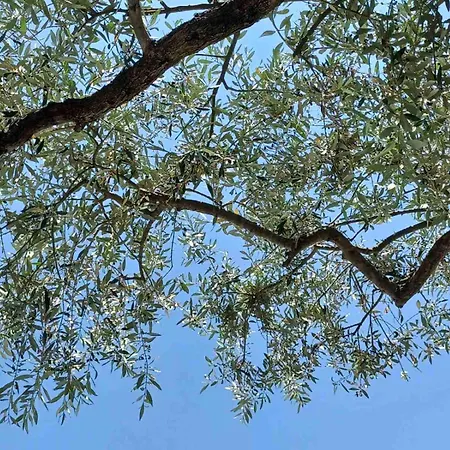 Thassos Olivia Case de vacanță *