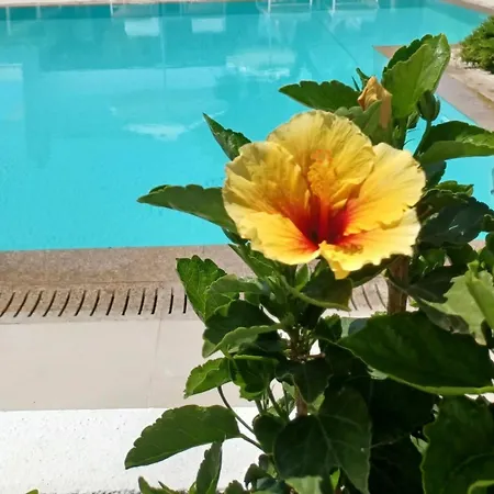 Case de vacanță Thassos Olivia *