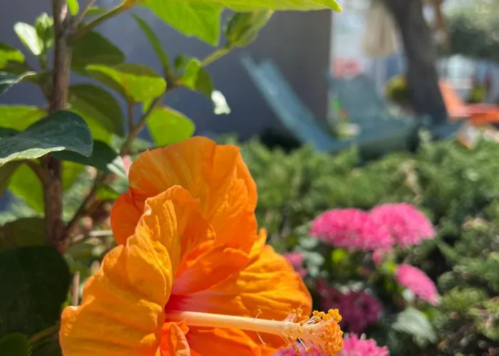 Thassos Olivia * Potos