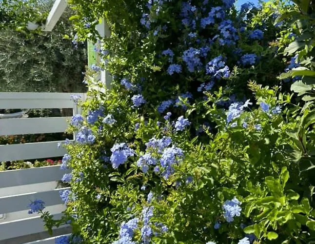 Thassos Olivia Case de vacanță