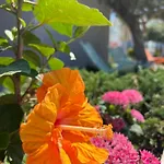 Thassos Olivia * Ποτός