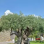 Σπίτι διακοπών Thassos Olivia *