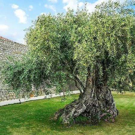 Thassos Olivia Case de vacanță