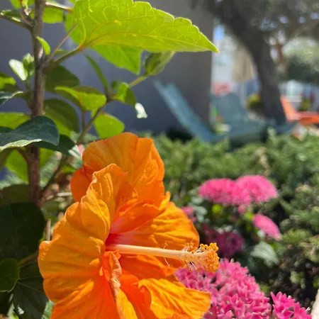 Thassos Olivia * Potos