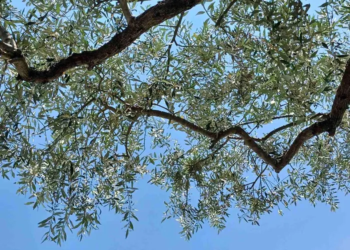 Thassos Olivia Σπίτι διακοπών *