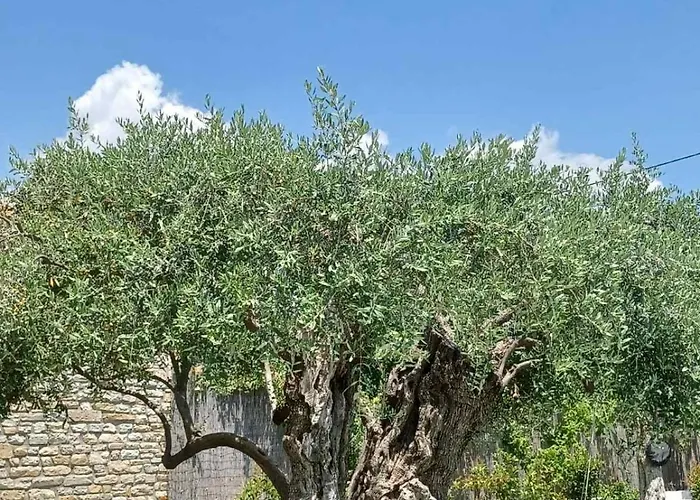 Σπίτι διακοπών Thassos Olivia *